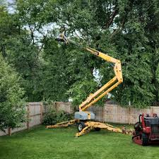 Professional Tree Care in Georgetown, CT