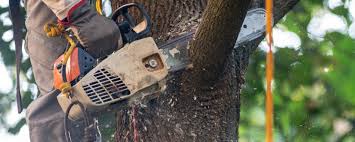 Tree and Shrub Care in Georgetown, CT